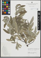 Foto von Salix salviifolia Brot.